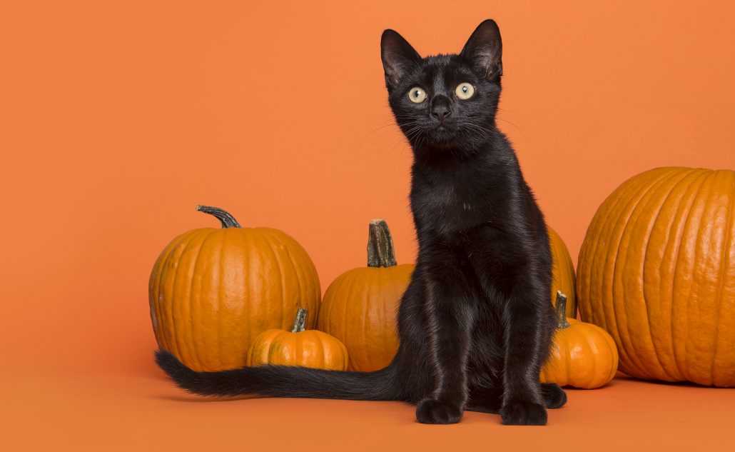 گربه سیاه در هالووین