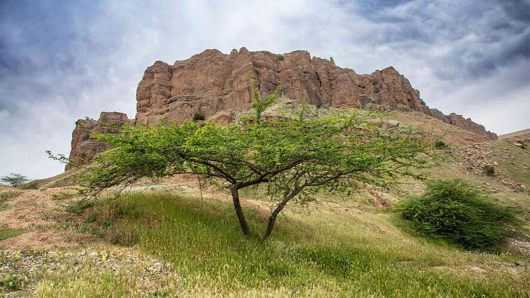 درختان بومی منطقه سردشت دزفول